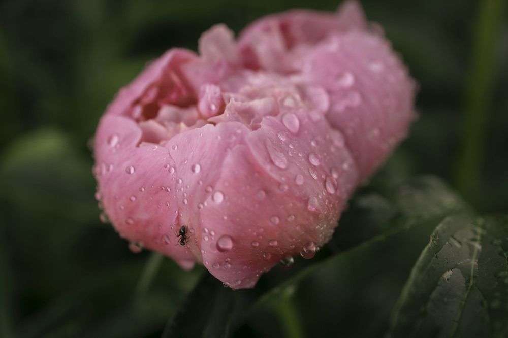 Photograph by Ольга Демидова