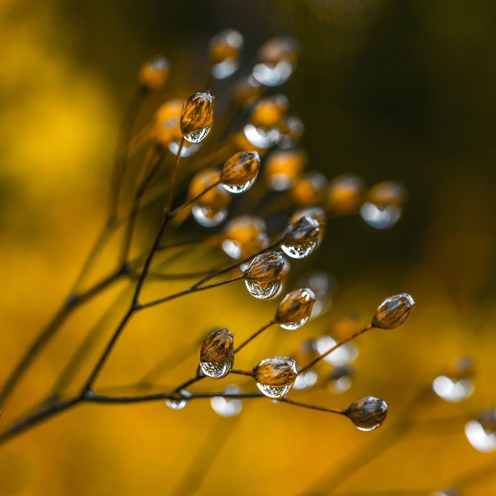 Photograph by Alla Matrosova