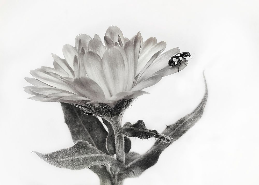 Photograph by Roberto Hagemann