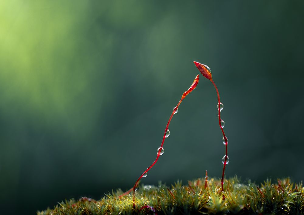 Photograph by Atul Saluja