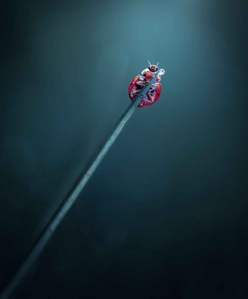 Photograph by Atul Saluja