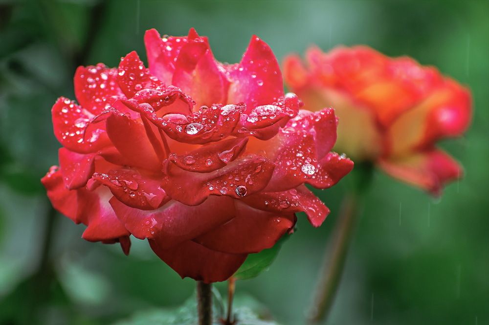 Photograph by Александр Поборчий