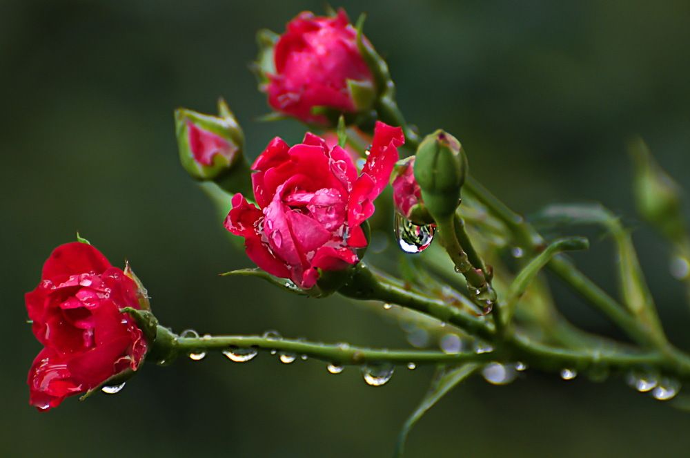 Photograph by Александр Поборчий