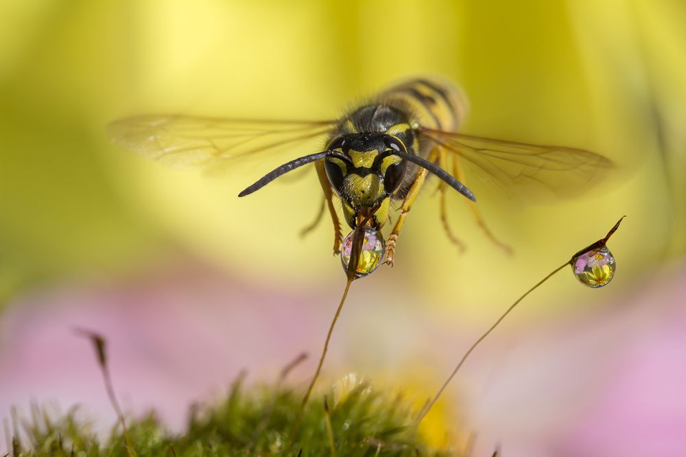 Photograph by Koledova Irina