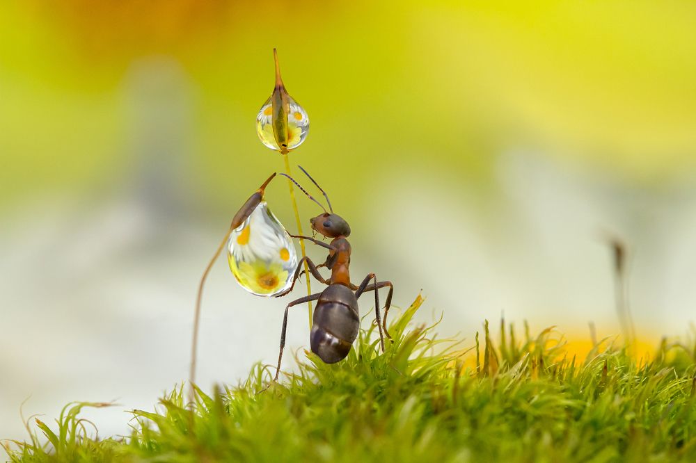 Тяжелая капля