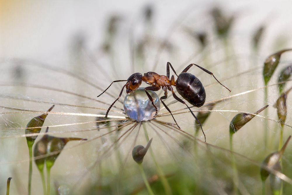 Photograph by Koledova Irina