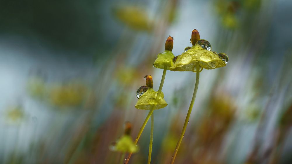 Photograph by Андреев Николай