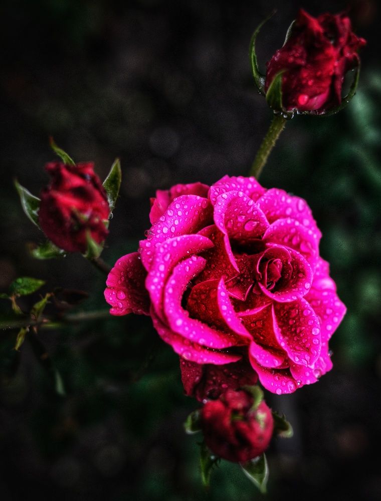 Photograph by Василиса Прекрасная