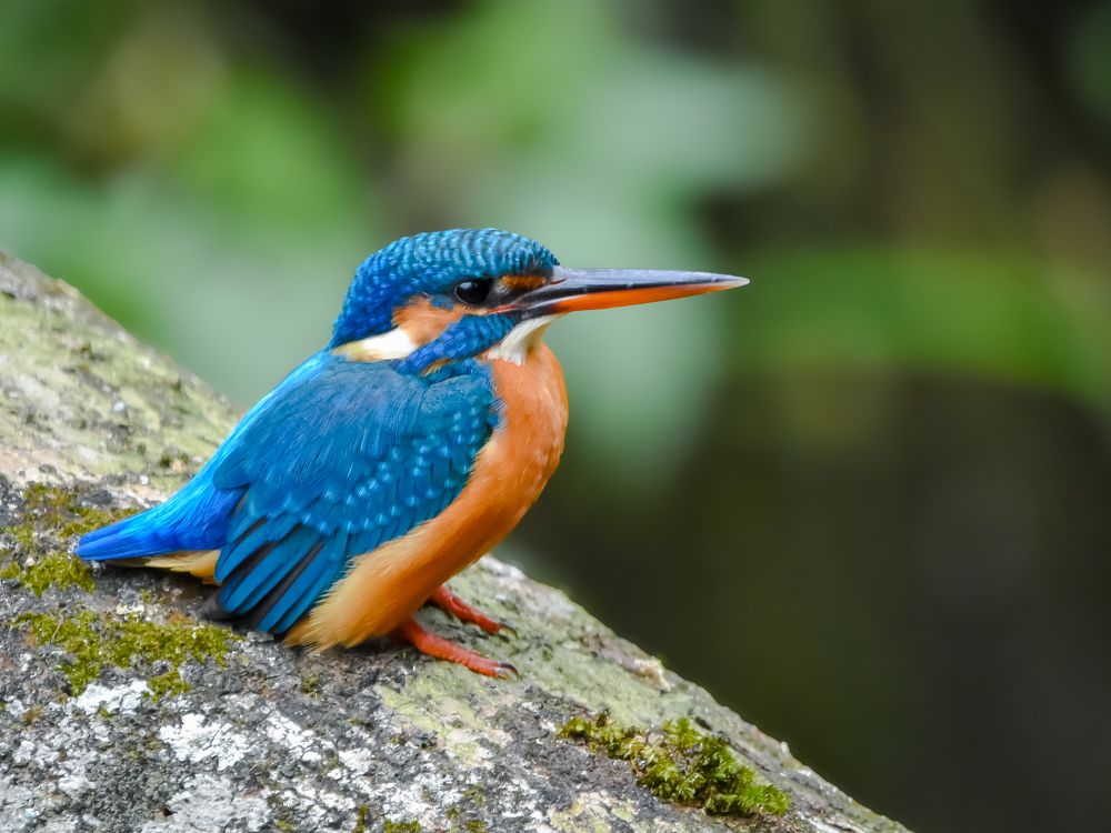 Photograph by Sathishkumar S