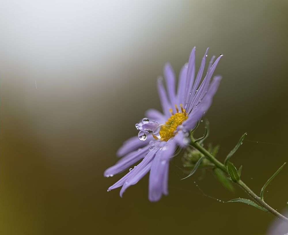 жила-была капелька..