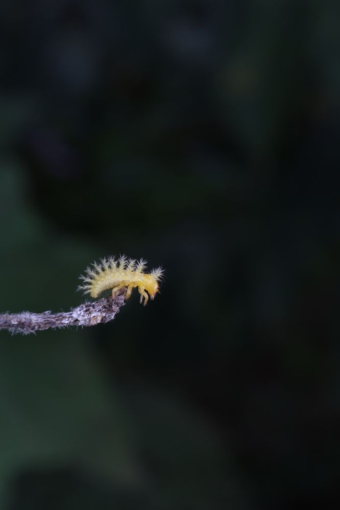 Фотография автора Gokul K. U