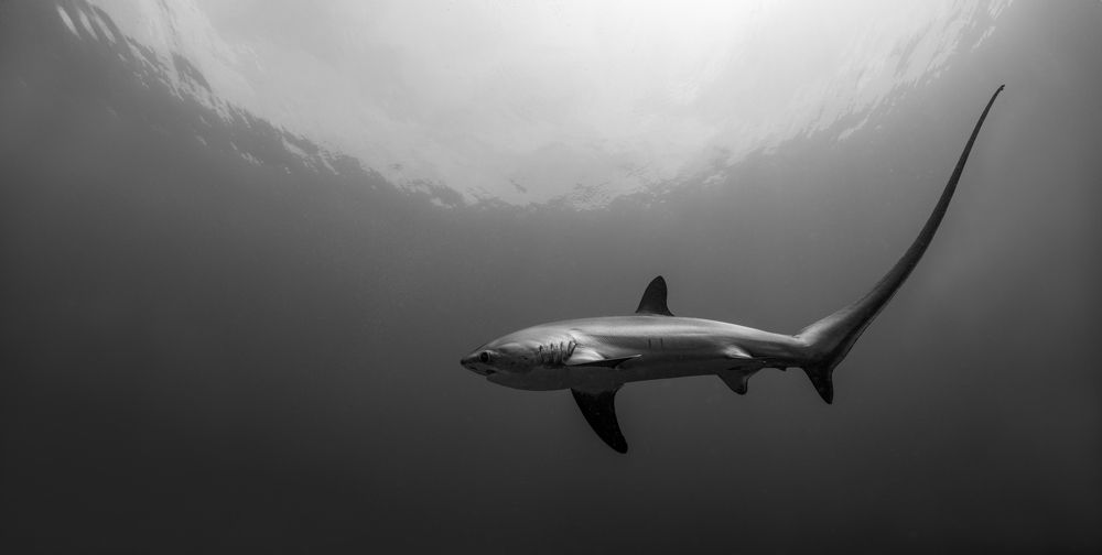 Photograph by Савин Андрей