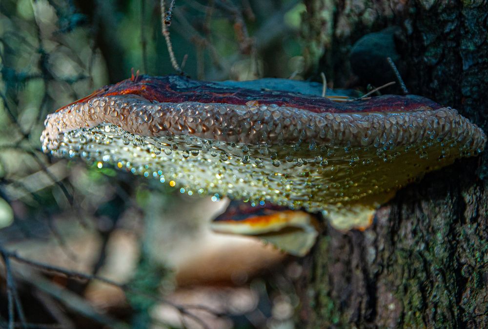 Фотография автора Олег Анатольевич Загорулько