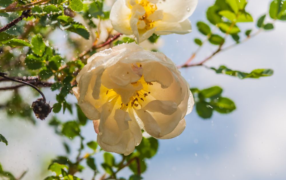 Фотография автора Олег Анатольевич Загорулько