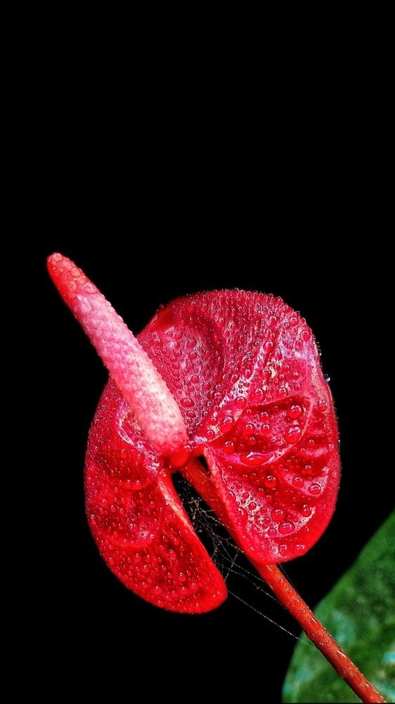 Photograph by Maria Osipova