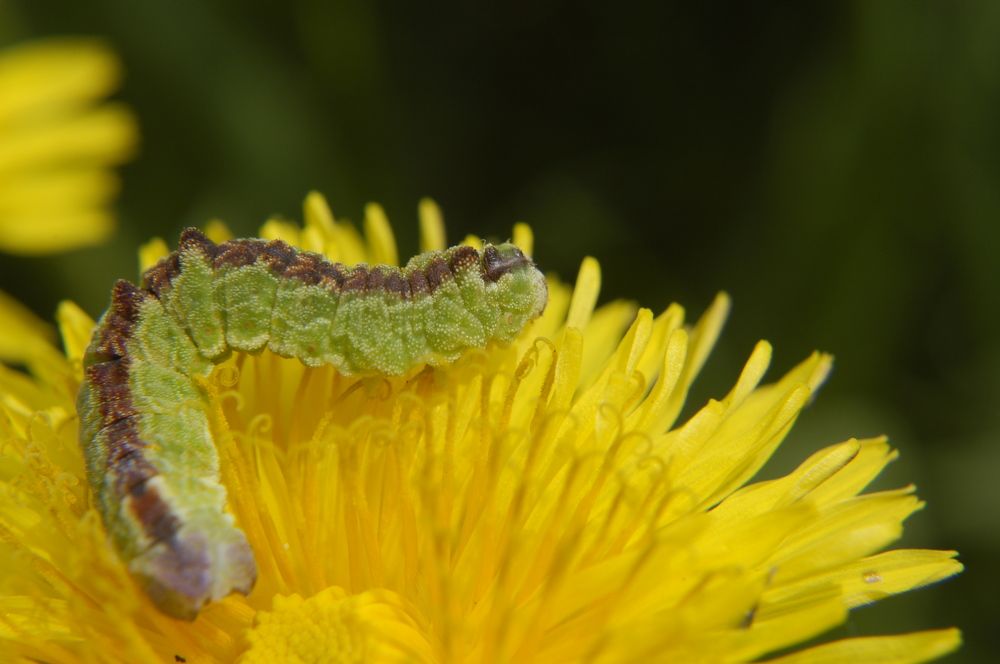 Фотография автора Олег Анатольевич Загорулько