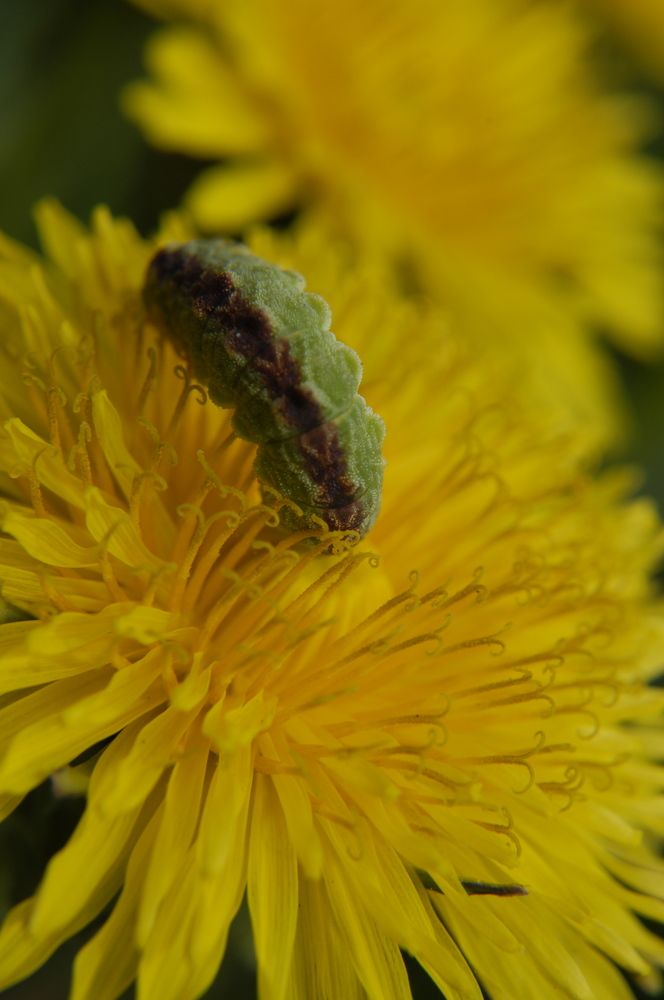 Фотография автора Олег Анатольевич Загорулько