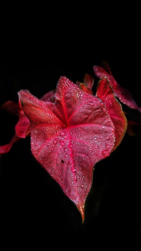 Photograph by Maria Osipova