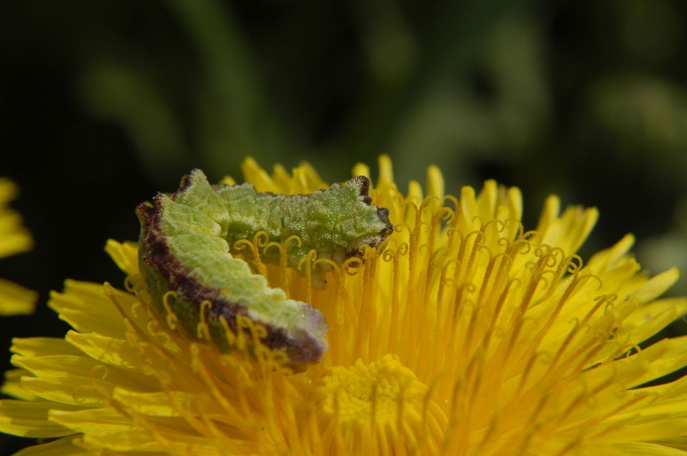 Фотография автора Олег Анатольевич Загорулько