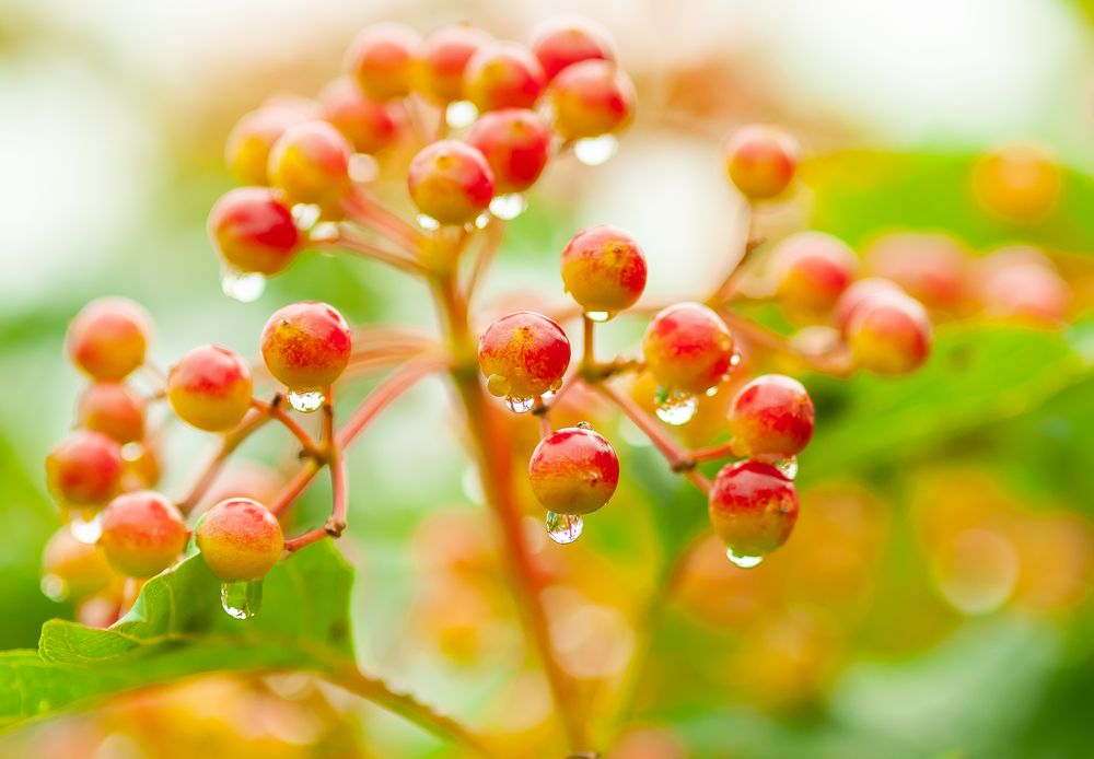 Фотография автора Олег Анатольевич Загорулько