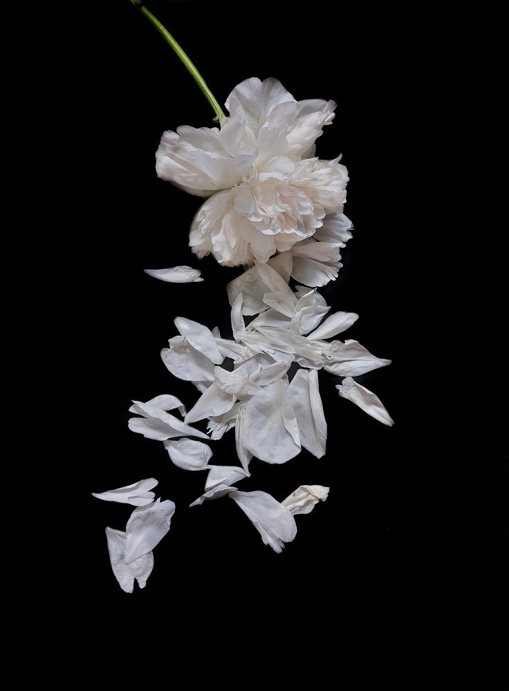 Photograph by Эльвира