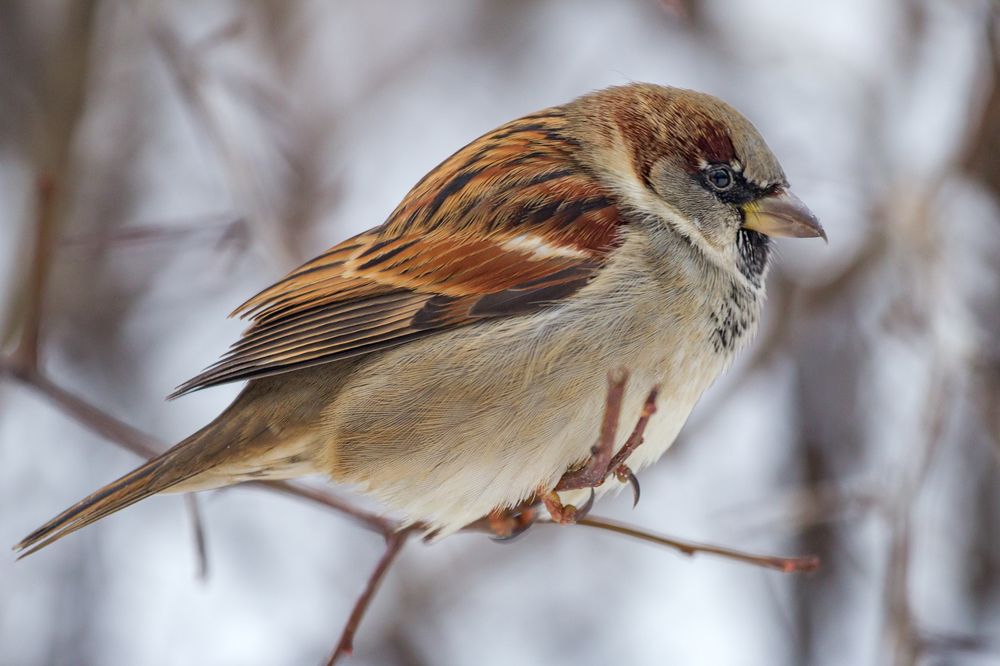 Photograph by Сергей Алексеев