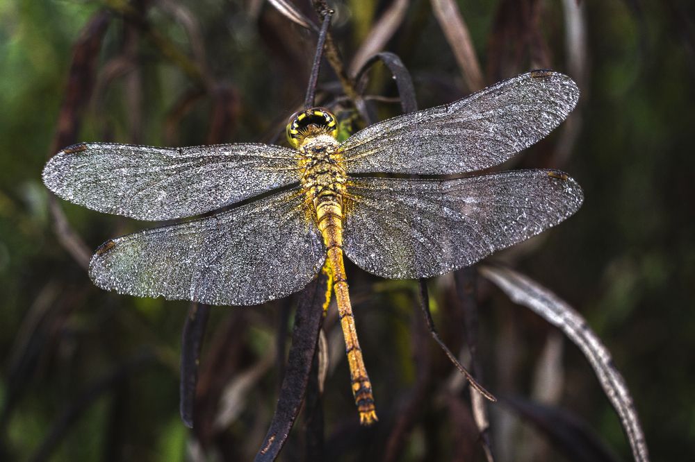 Photograph by Sergey Tsubanov