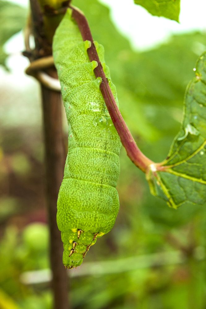 Photograph by Sergey Tsubanov