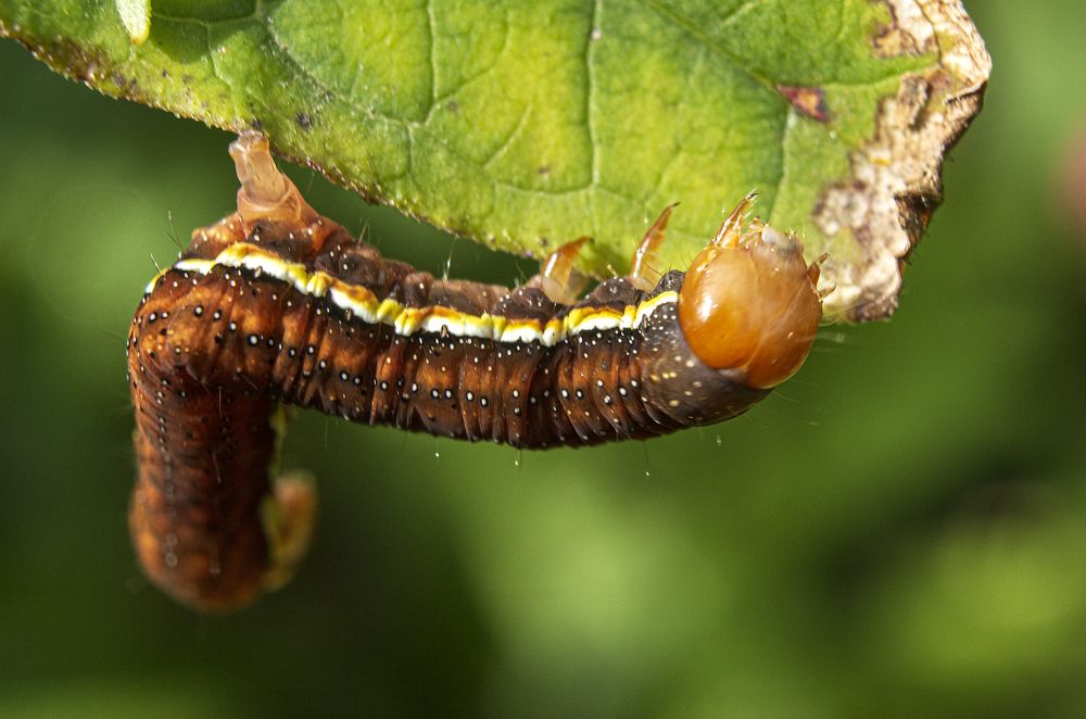 Photograph by Sergey Tsubanov