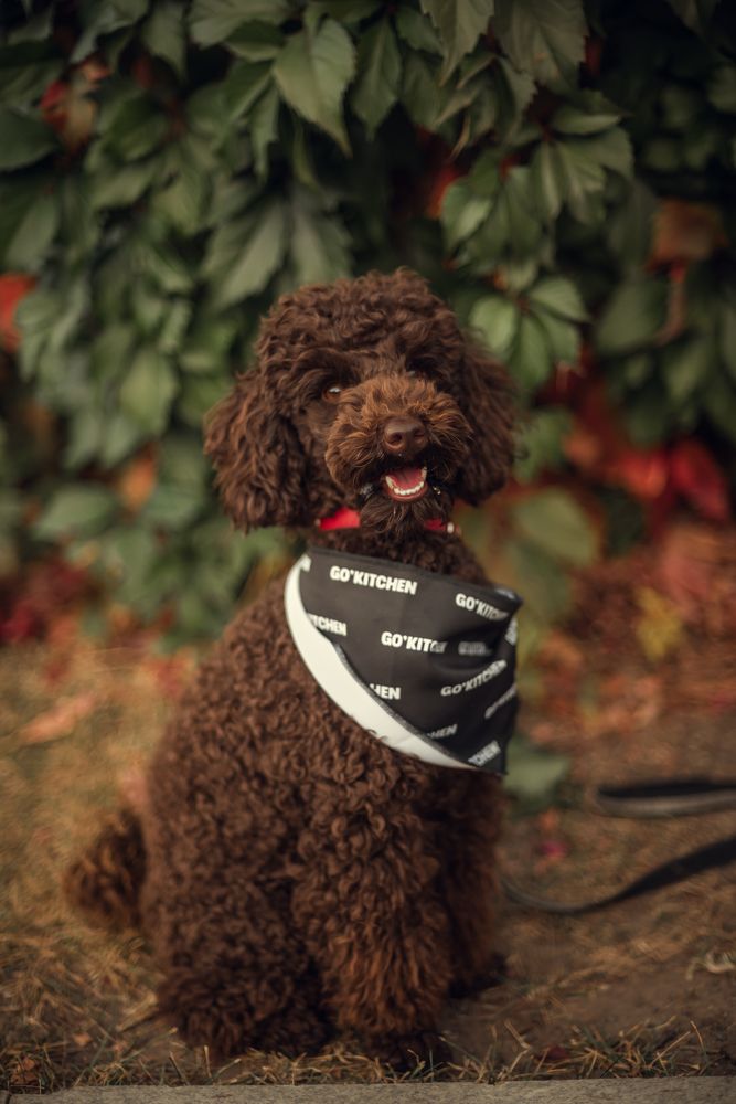 Лучший друг