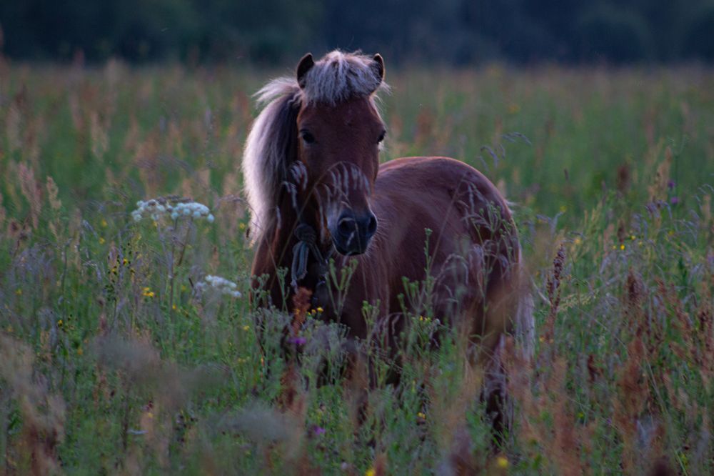 Фотография автора Ирина Гриценко