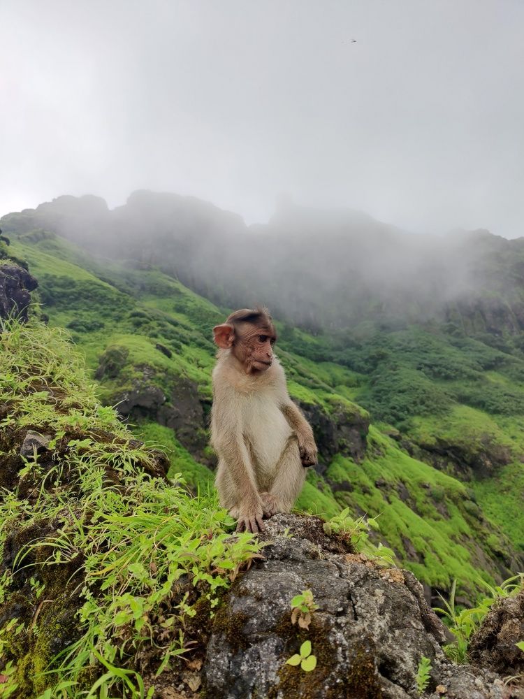 Guardian of the mist.
