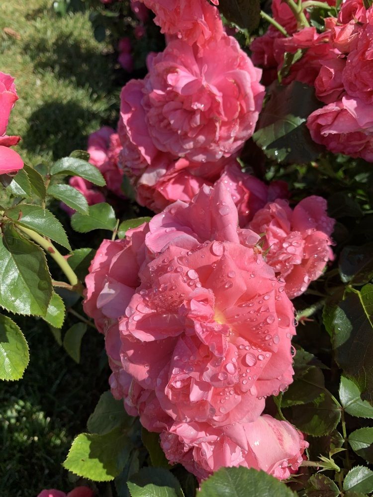 Фотография автора Виктория Ляпина