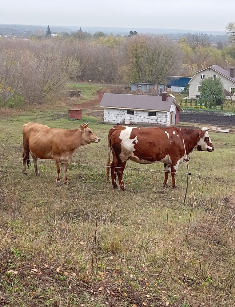 Photograph by Елена Коробченко