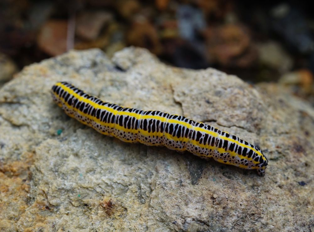 Photograph by Лена Максимкина