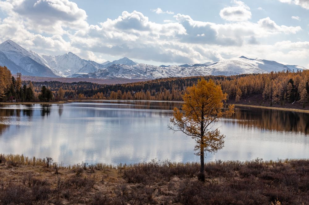 Золотые лиственницы