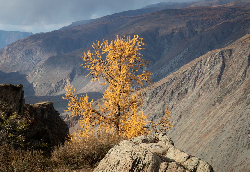 Огненное дерево