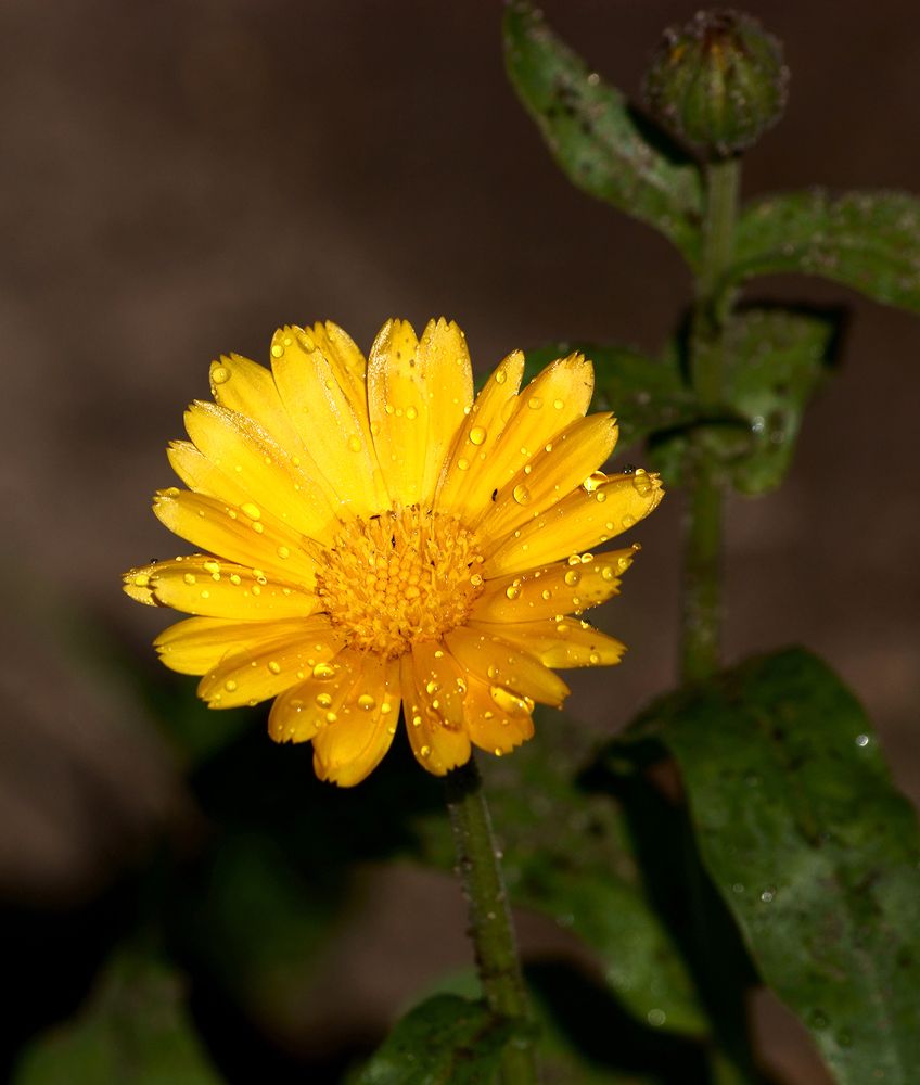 Photograph by Анатолий Максимов