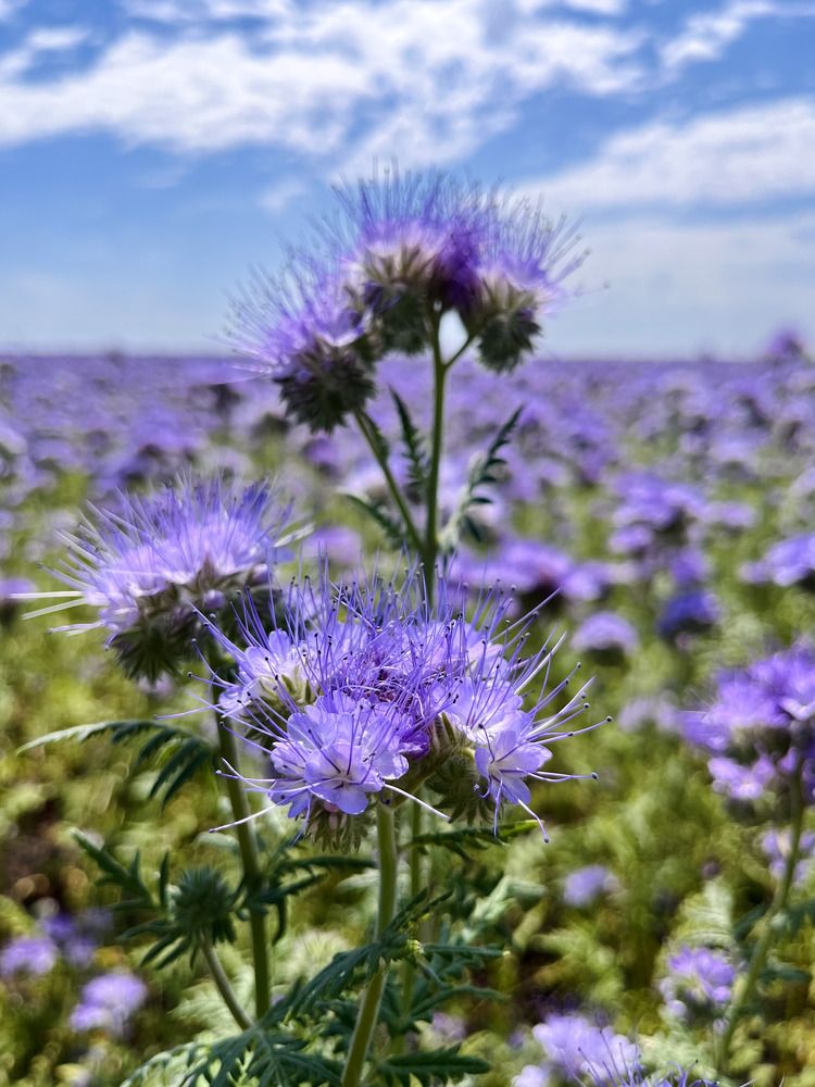 Phacelia