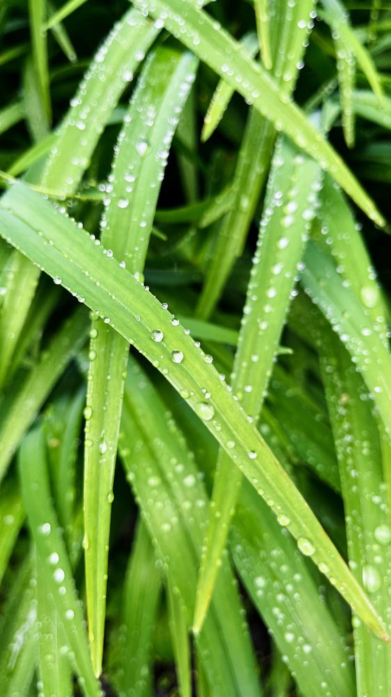 Raindrops on the leaves