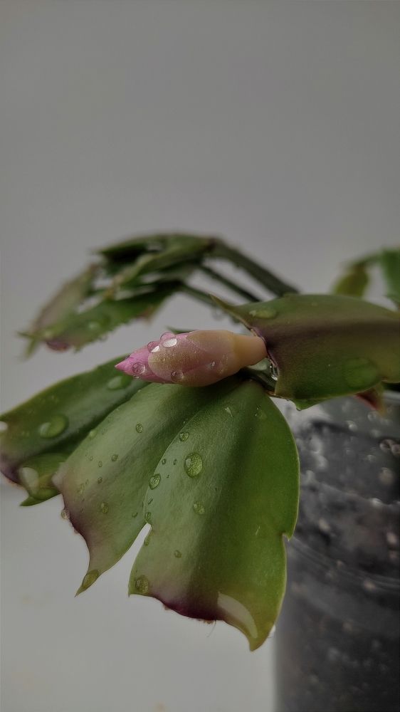 Photograph by Олеся