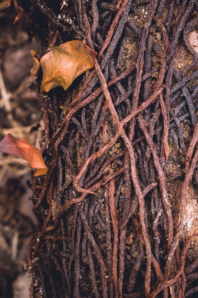 Photograph by Michael Aldo