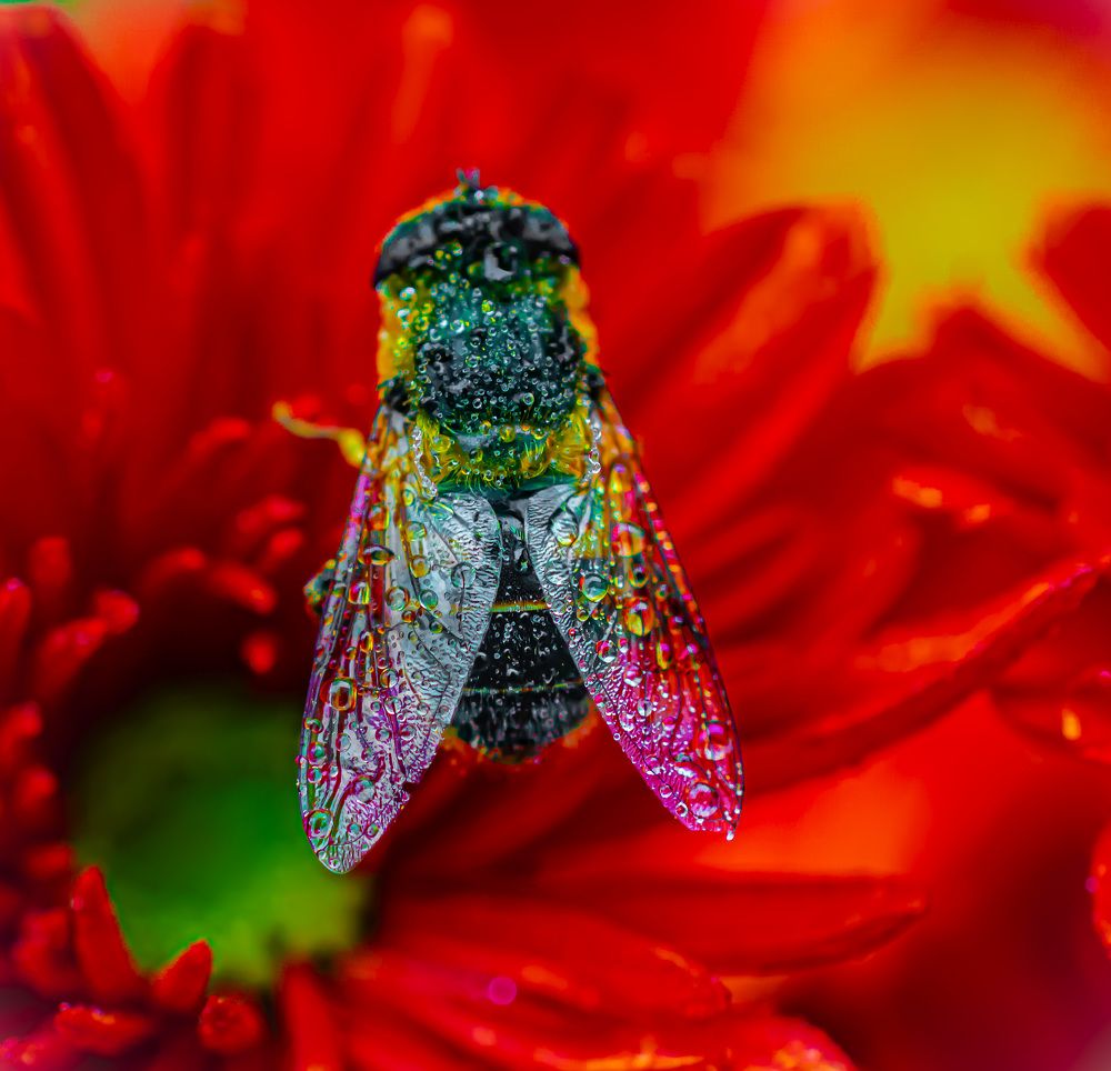 Photograph by Муза Латинская