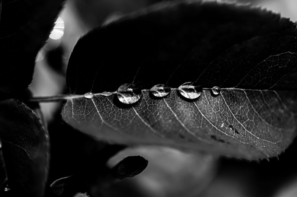 Photograph by Муза Латинская