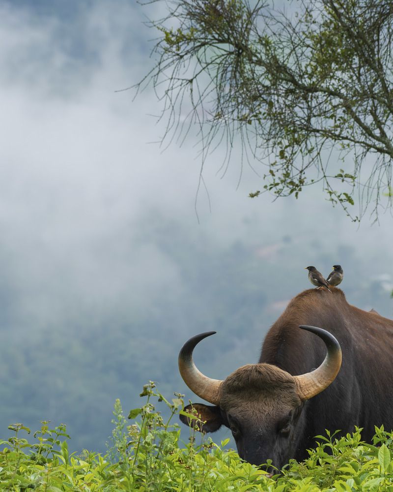 Free Ride for the Helper