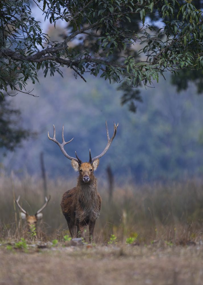 The Royal Conservation