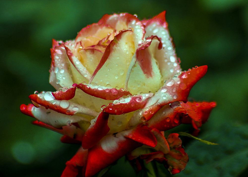 Photograph by Людмила Павловна