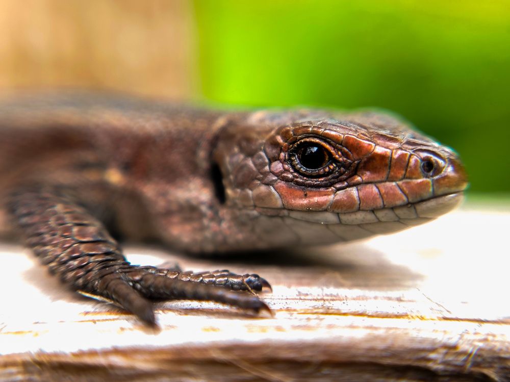 Photograph by Любовь Коровацкая