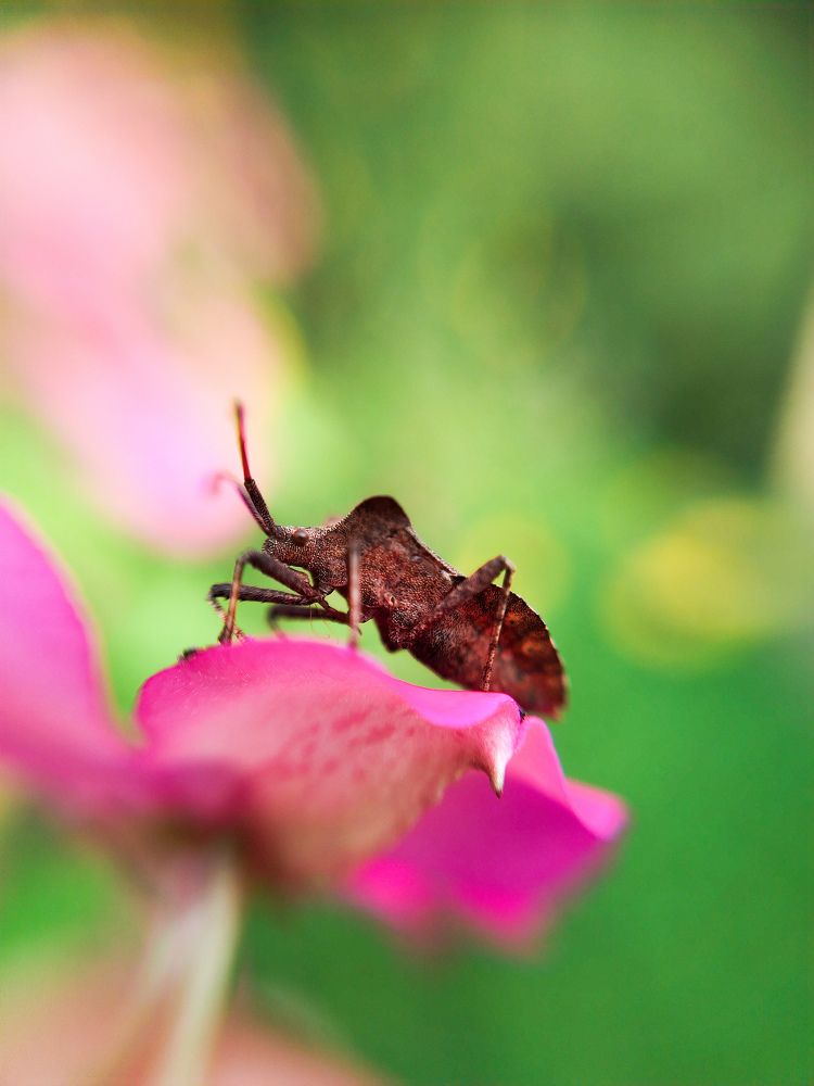 Photograph by Любовь Коровацкая