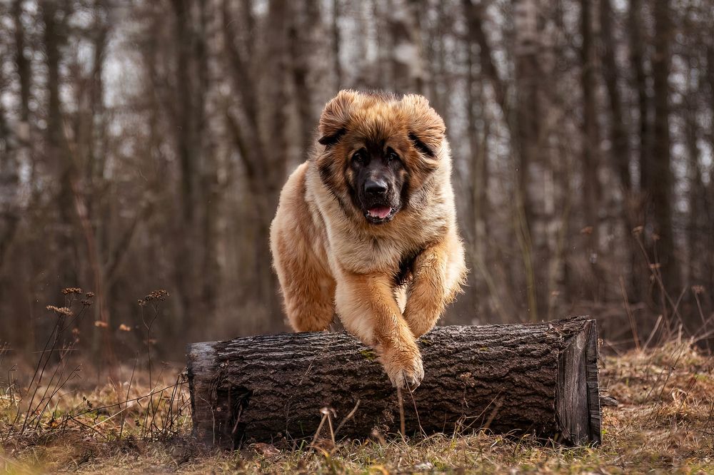 Фотография автора Ольга Фомичева